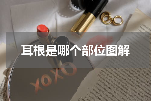 耳根是哪个部位图解